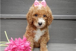 Harmony - puppy for sale