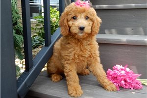 Drue - Goldendoodle, Mini for sale