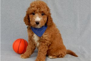 Ames - puppy for sale