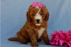Sherri - puppy for sale