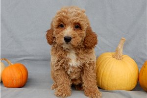 Kason - puppy for sale