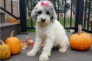 Amelia - puppy for sale