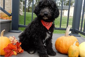 Avery - puppy for sale
