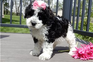 Etta - Sheepadoodle for sale
