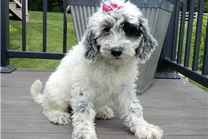 Evelyn - Sheepadoodle for sale