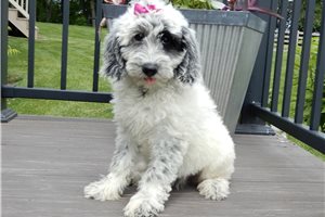 Evelyn - Sheepadoodle for sale