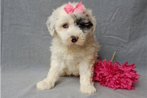 Charlotte - Sheepadoodle for sale