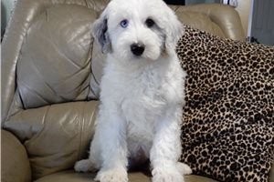 Cory - Sheepadoodle for sale