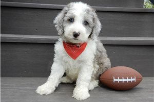 Emerson - Sheepadoodle for sale