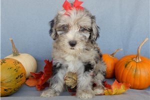 Aria - puppy for sale