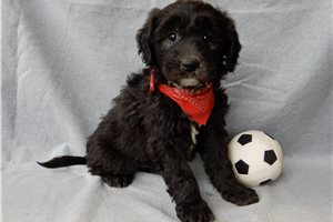 Clayton - Sheepadoodle for sale