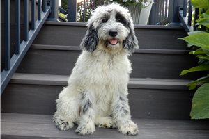 Evelyn - Sheepadoodle for sale