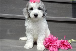 Eudora - Sheepadoodle for sale