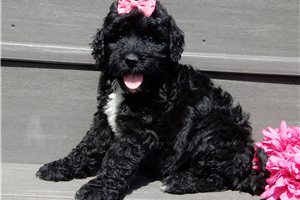 Estelle - puppy for sale