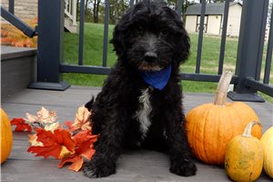 Alexander - puppy for sale