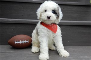 Elwood - Sheepadoodle for sale