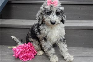 Abigail - Sheepadoodle for sale