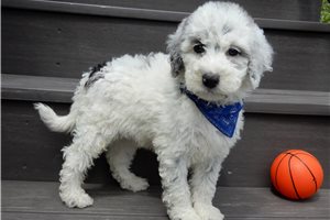 Elway - puppy for sale