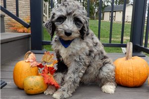 Asher - Sheepadoodle for sale