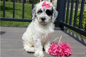 Evelyn - Sheepadoodle for sale