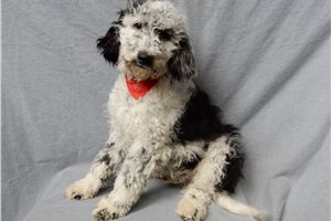 Andrew - Sheepadoodle for sale