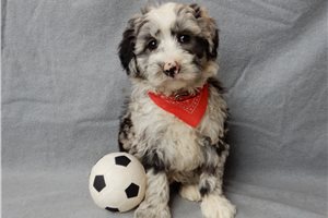 Calvin - Sheepadoodle for sale
