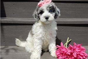 Evie - Sheepadoodle for sale