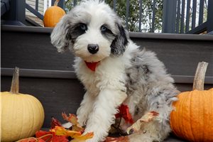 Anthony - puppy for sale