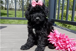 Ester - puppy for sale