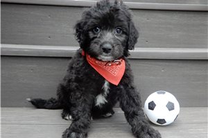Emmett - puppy for sale