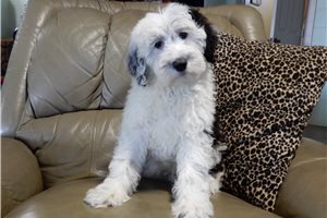 Castor - Sheepadoodle for sale