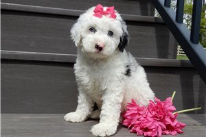 Esme - puppy for sale