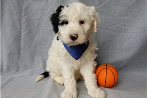 Cedar - Sheepadoodle for sale