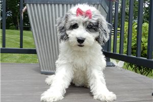 Evie - Sheepadoodle for sale