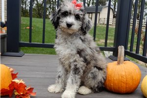 Aurora - puppy for sale