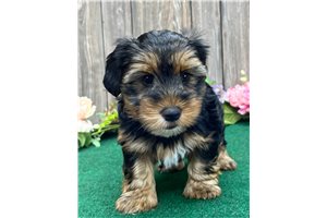 Thiago - Yorkshire Terrier - Yorkie for sale