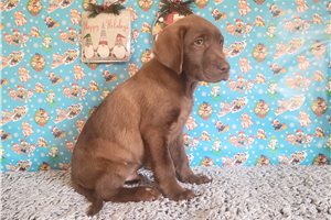 Connor - Labrador Retriever for sale