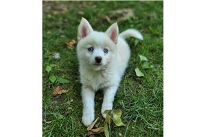 Paxton - Pomsky for sale