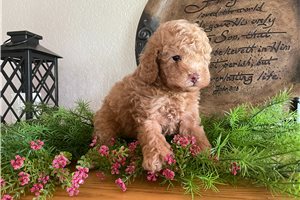 Snicker - Poodle, Miniature for sale