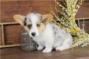 Dillon - puppy for sale