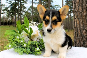 Darla - puppy for sale