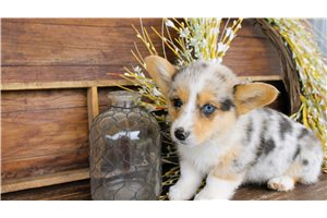 Safia - puppy for sale