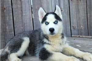 Keira - Siberian Husky for sale