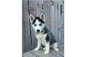 Siberian Husky Puppies for Sale | Pawrade.com
