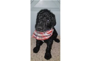 Baxter - Poodle, Standard for sale