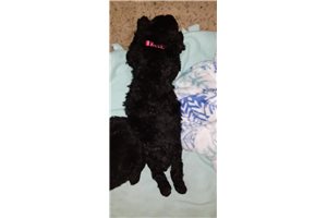 Pinkie - Poodle, Standard for sale