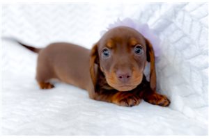 Lydia - puppy for sale