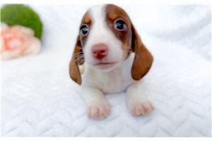Lucas - Dachshund, Mini for sale