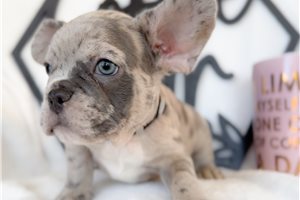 Shamus - puppy for sale