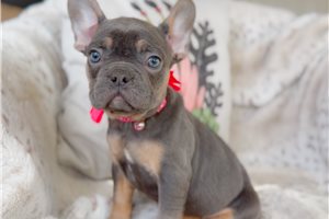 Faith - French Bulldog for sale